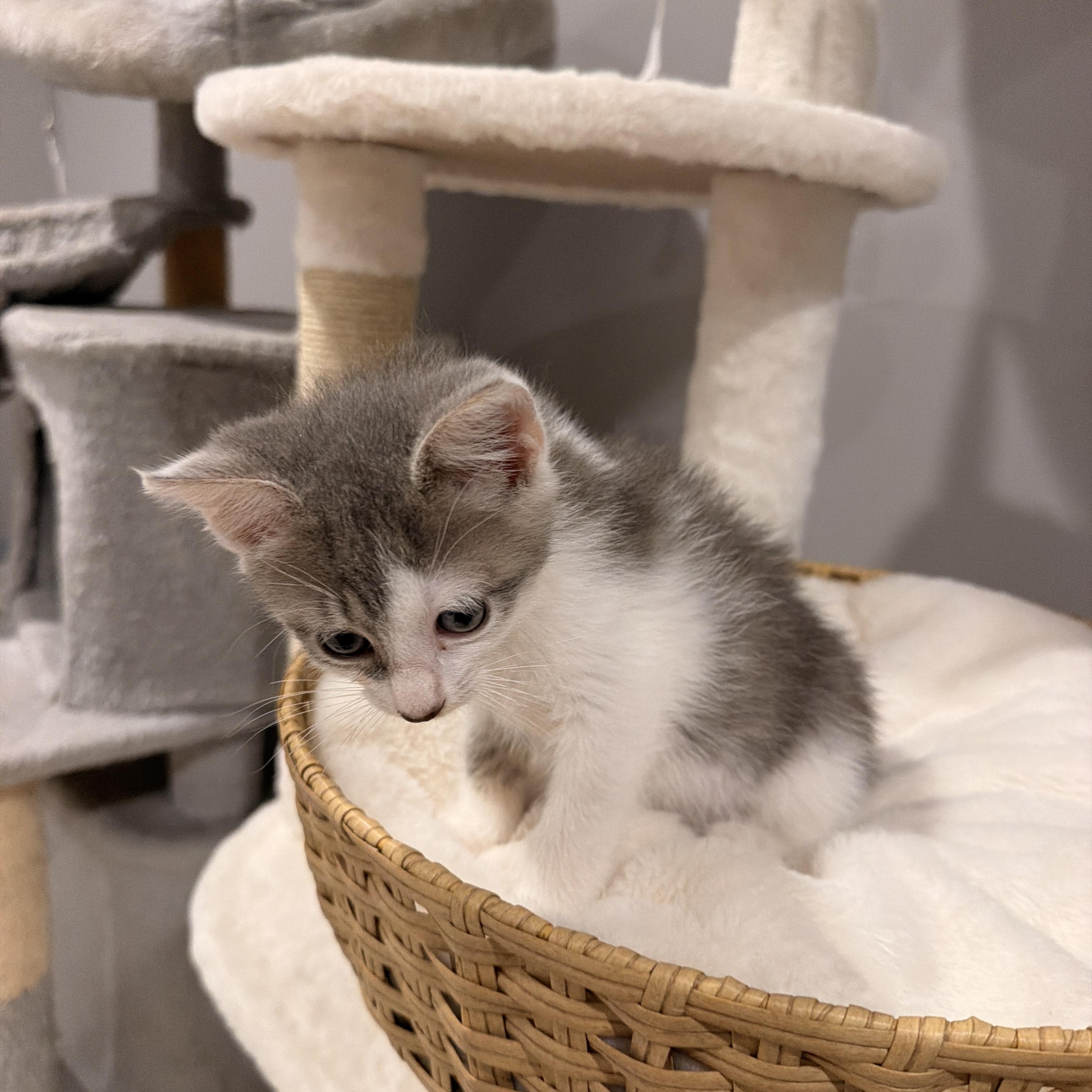 Reef, a ADOPTABLE Domestic Short Hair in Thornwood, NY image 3/6