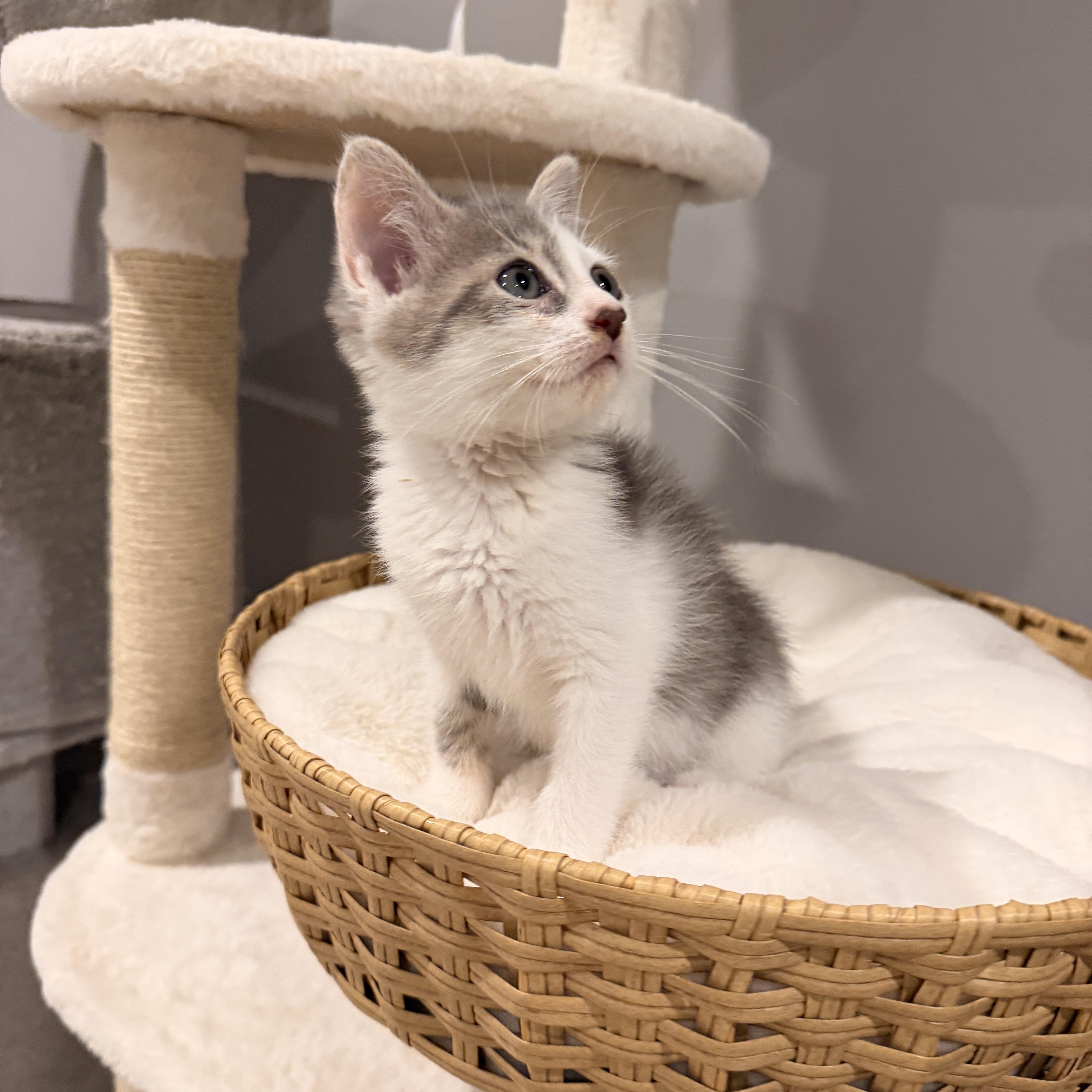 Reef, ADOPTABLE, Kitten Male Domestic Short Hair.