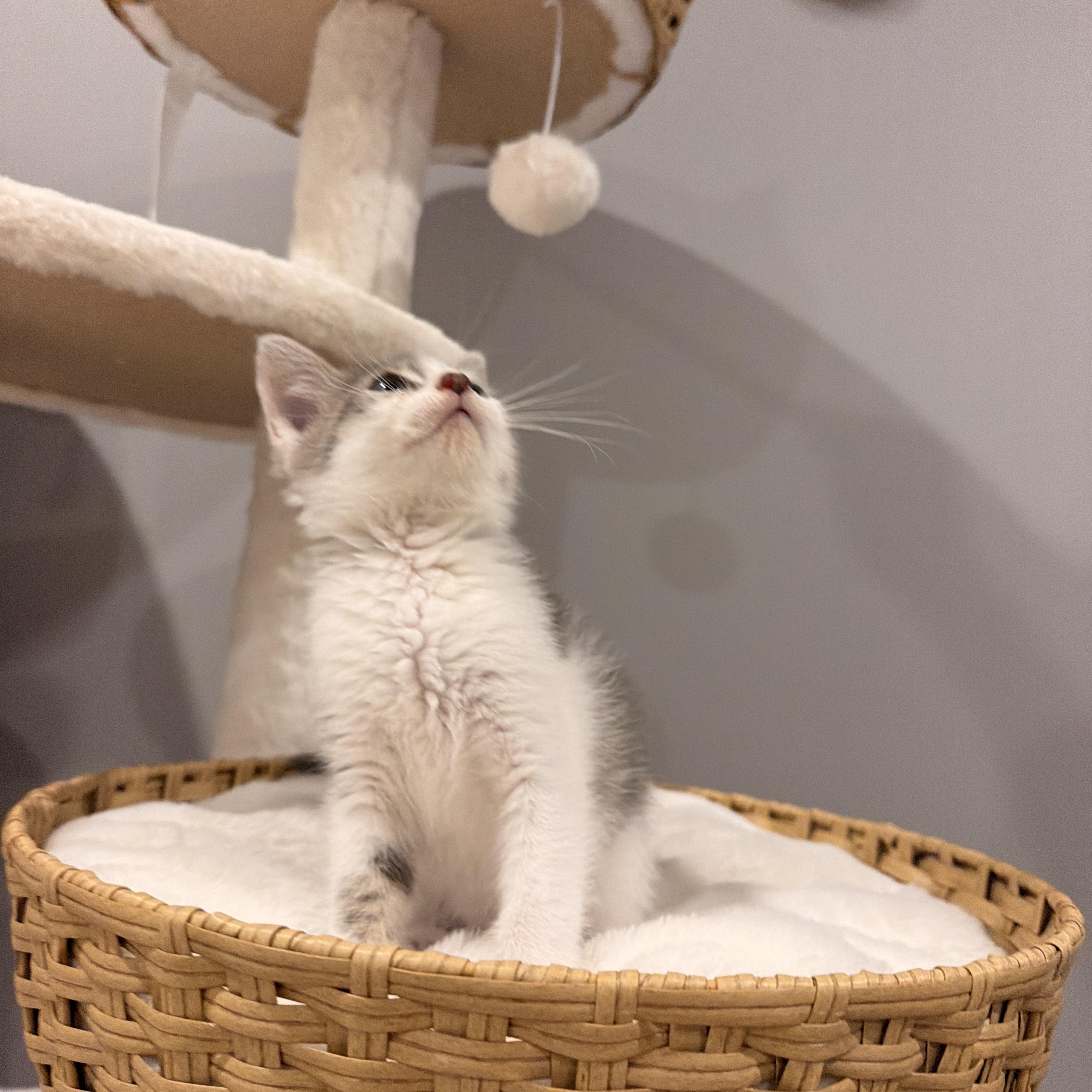 Reef, a ADOPTABLE Domestic Short Hair in Thornwood, NY image 5/6