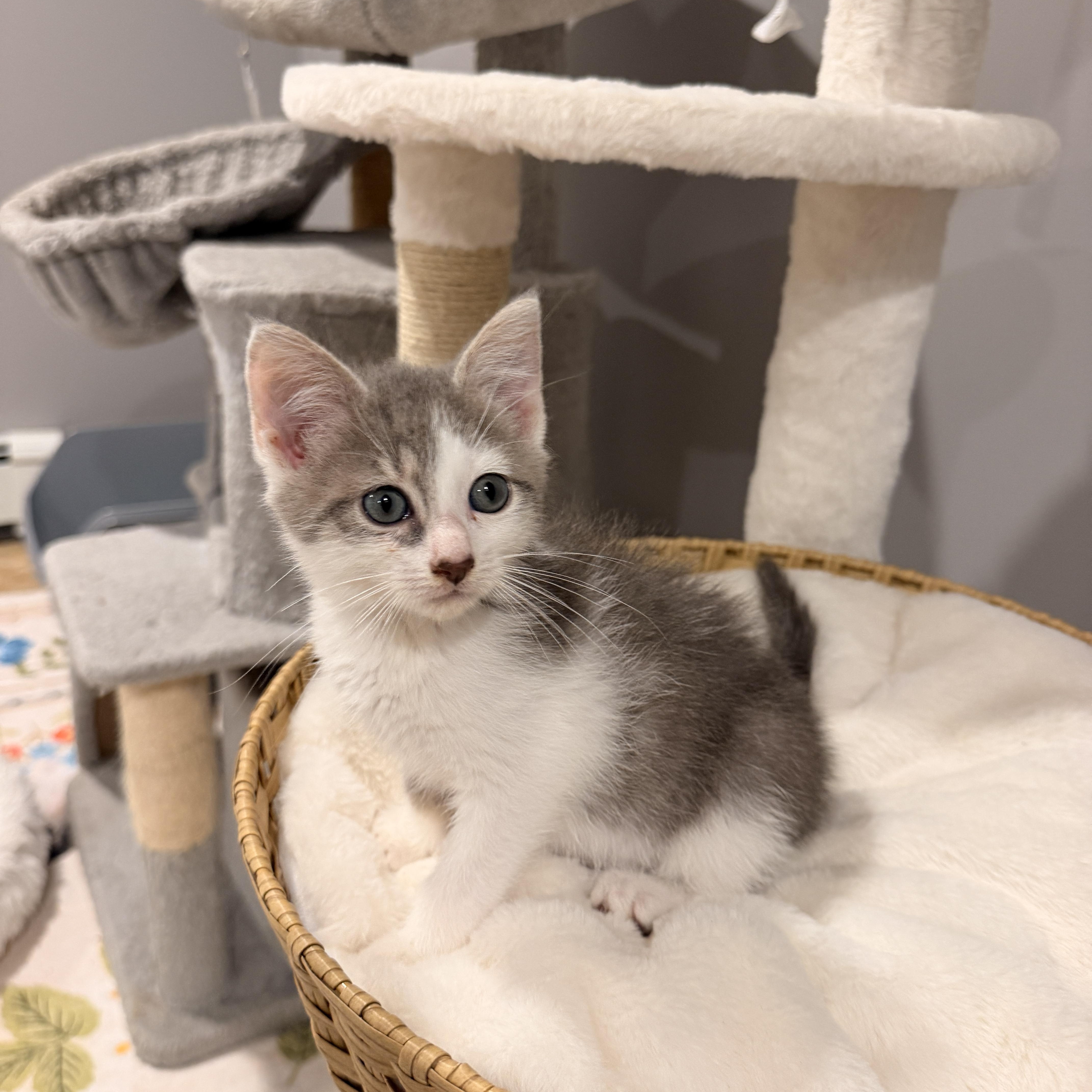 Reef, a ADOPTABLE Domestic Short Hair in Thornwood, NY image 2/6