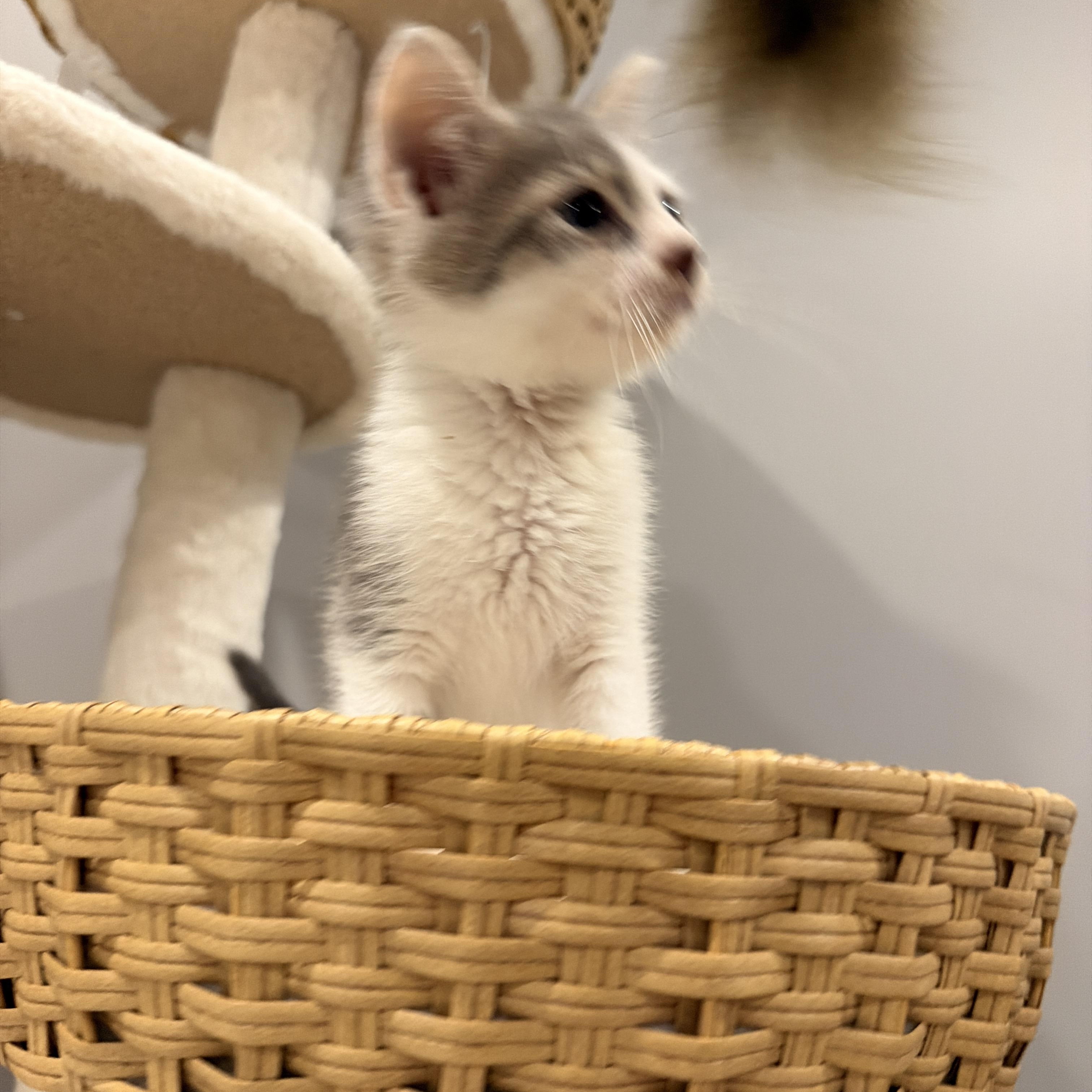 Reef, a ADOPTABLE Domestic Short Hair in Thornwood, NY image 4/6
