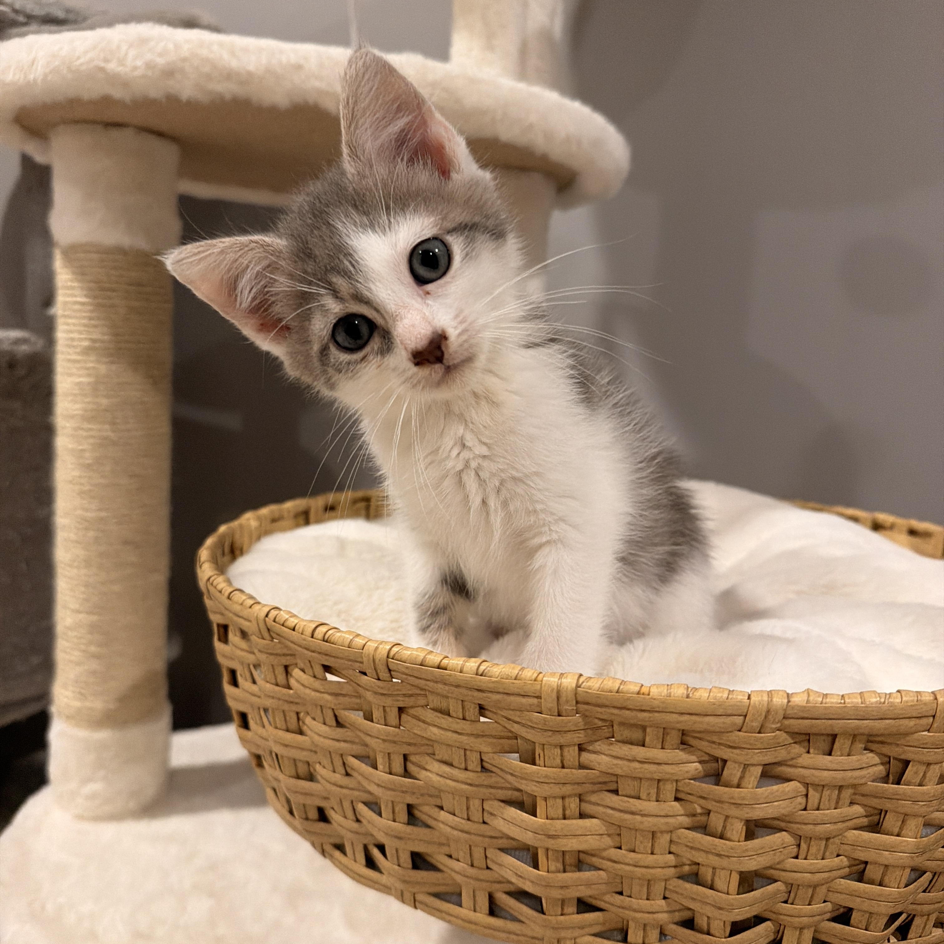 Reef, a ADOPTABLE Domestic Short Hair in Thornwood, NY image 6/6