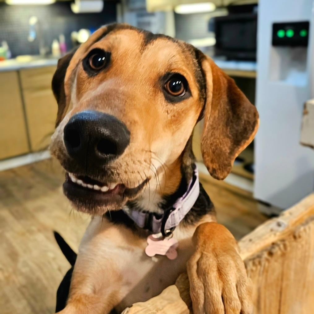 Shelby(REDUCED FEE!), Adoptable, Young Female Hound & German Shepherd Dog.