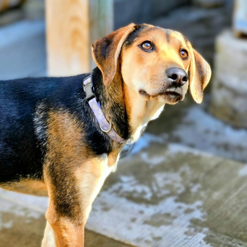 Enlarge Shelby(REDUCED FEE!), a Adoptable mixed breed in Chicago, IL image 3/6