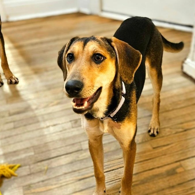 Enlarge Shelby(REDUCED FEE!), a Adoptable mixed breed in Chicago, IL image 4/6