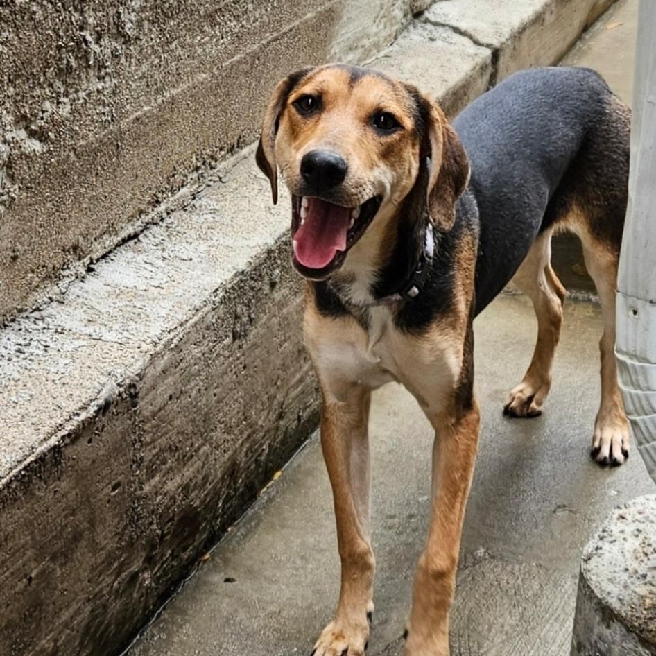 Enlarge Shelby(REDUCED FEE!), a Adoptable mixed breed in Chicago, IL image 6/6