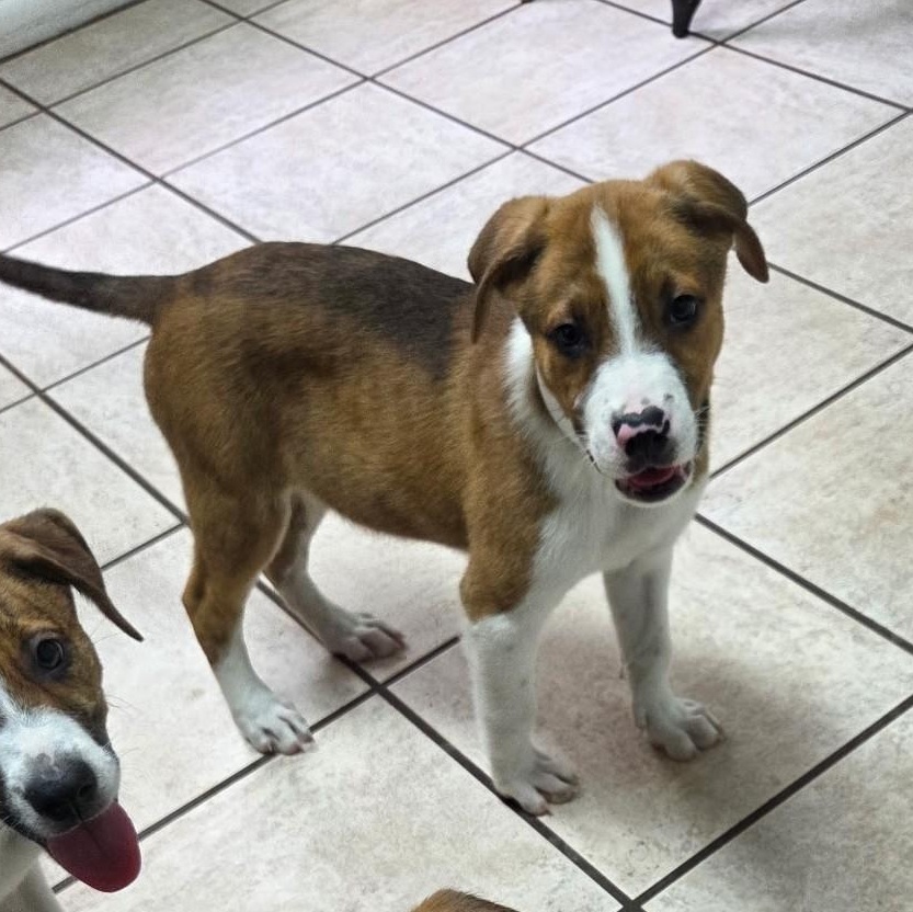 Enlarge Clutch, a ADOPTABLE mixed breed in Marietta, GA image 2/2