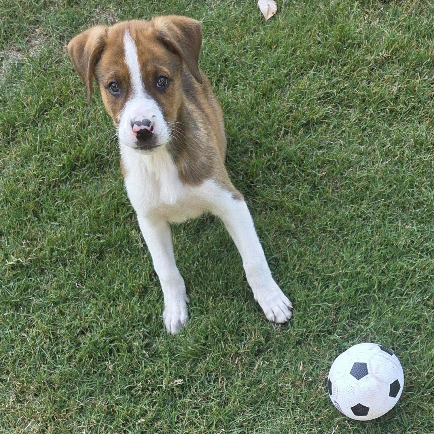 Clutch, ADOPTABLE, Puppy Male Mixed Breed.