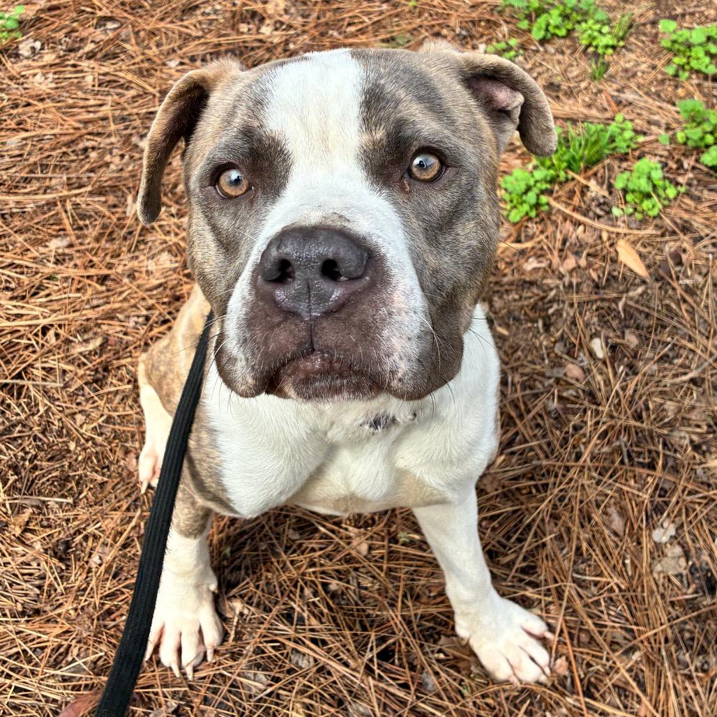 Houlihan — thumbnail 2