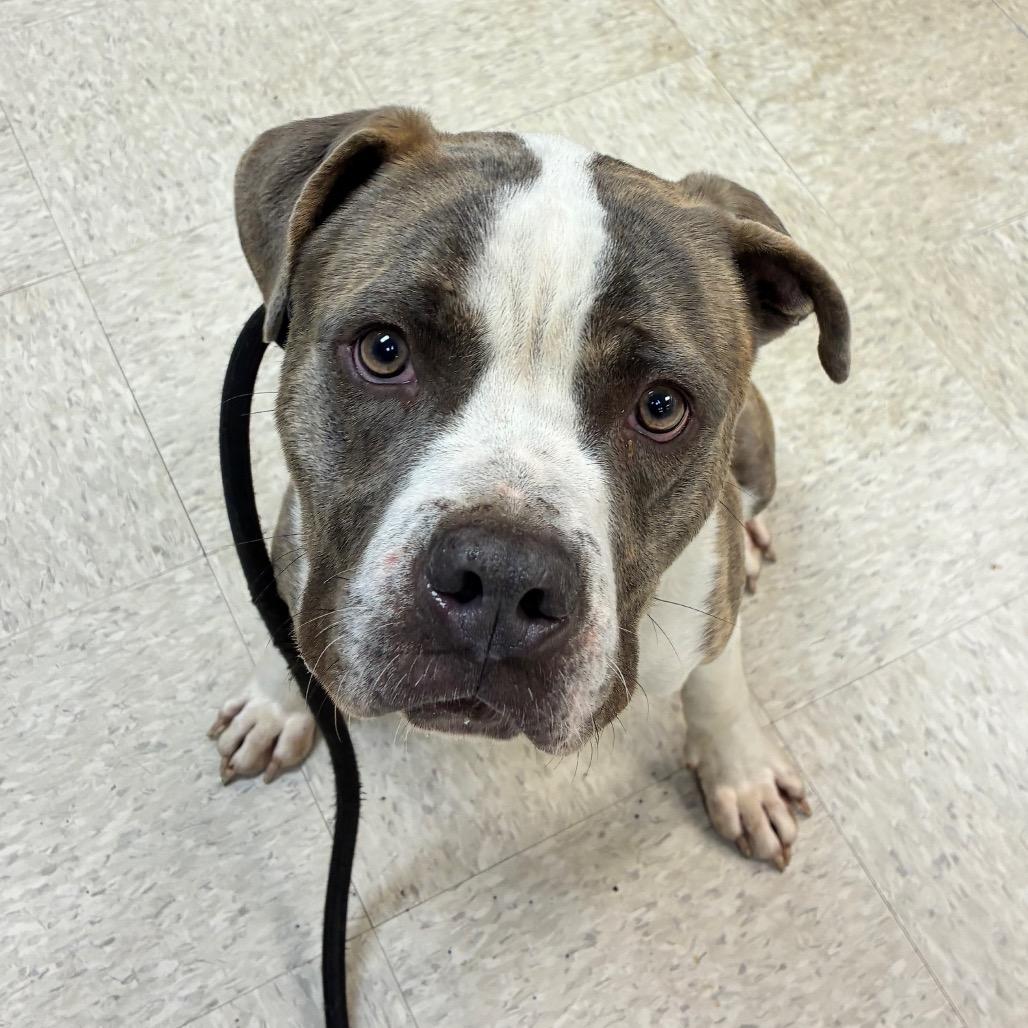 Houlihan — thumbnail 3