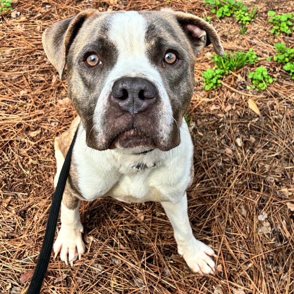 Houlihan — thumbnail 5