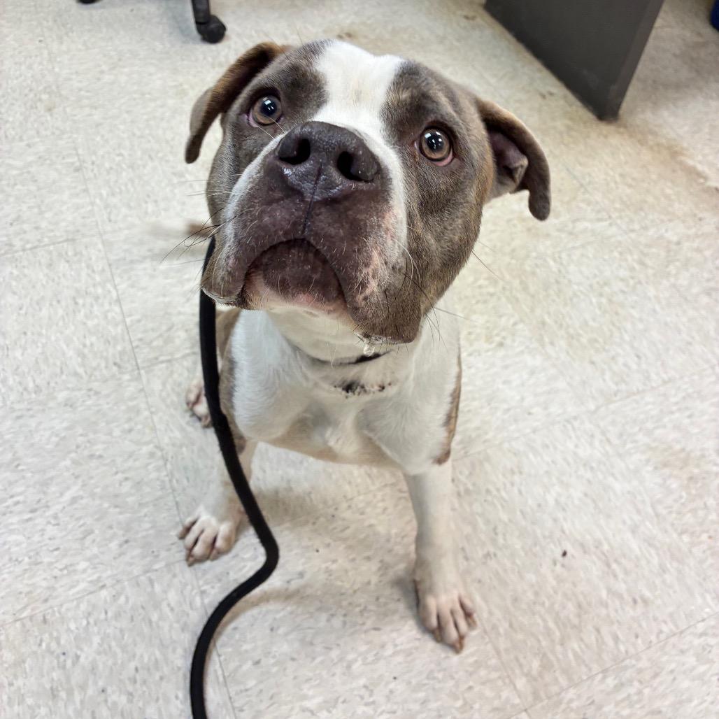 Houlihan — thumbnail 6