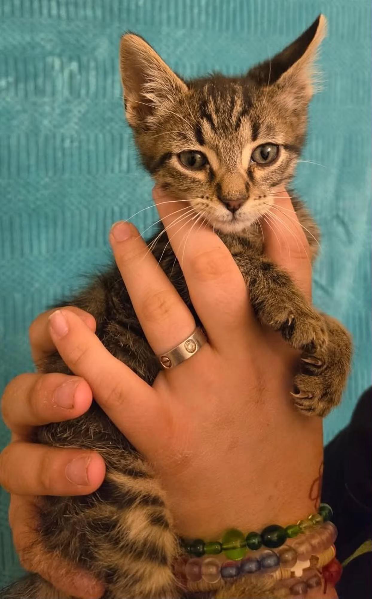 Drew, a ADOPTABLE Tabby in Tehachapi, CA image 3/3