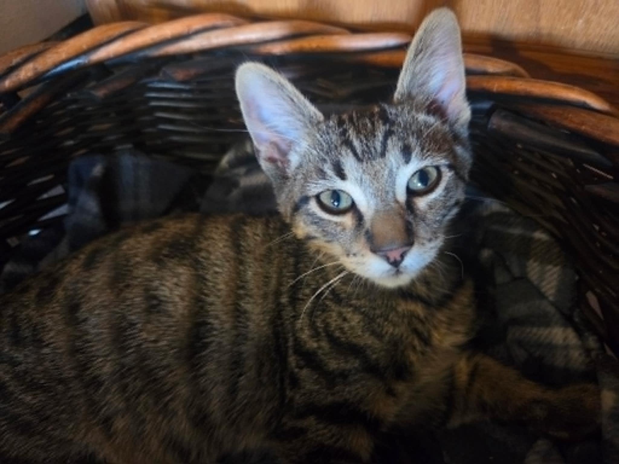 Drew, a ADOPTABLE Tabby in Tehachapi, CA image 1/3