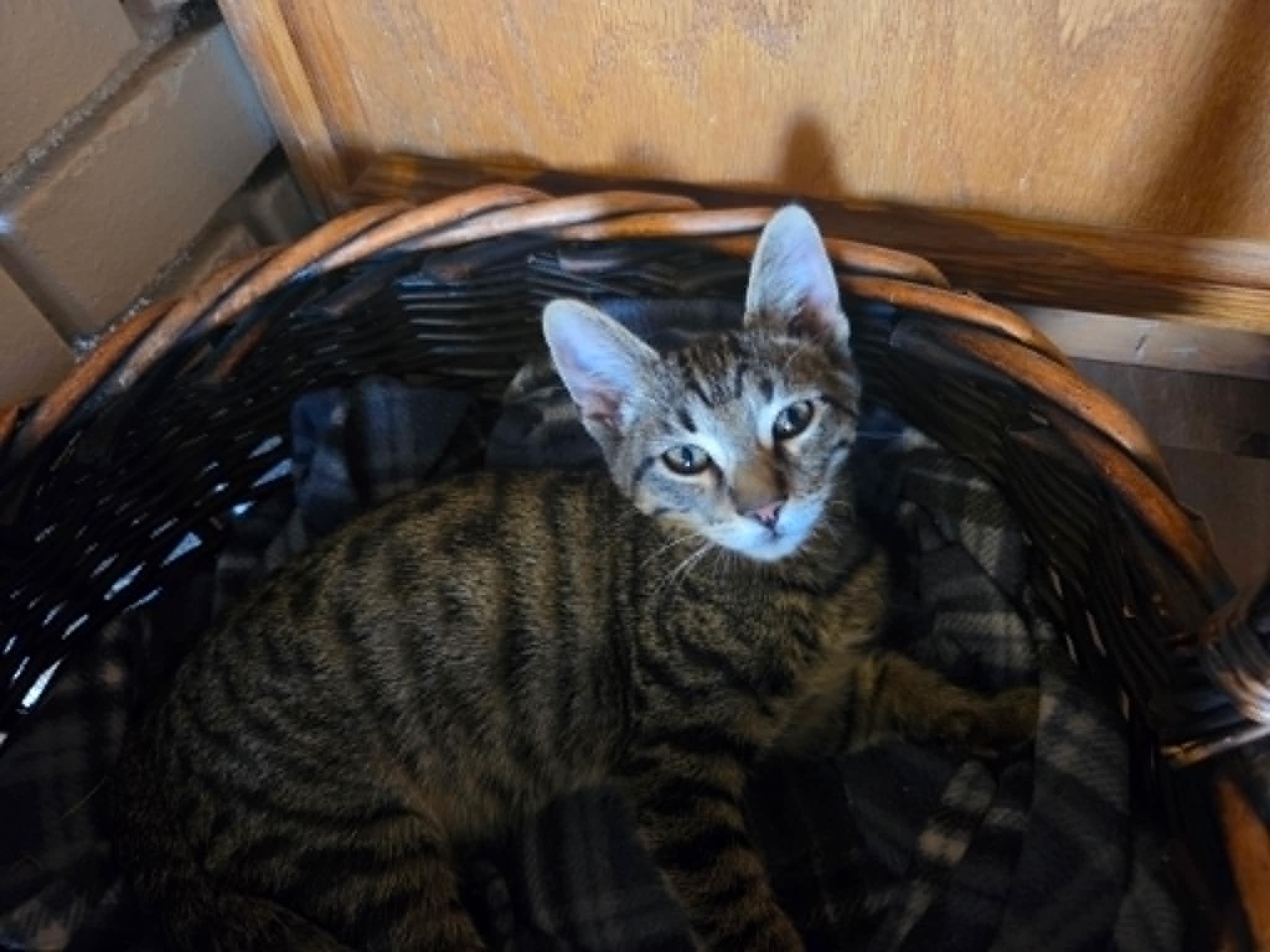 Drew, a ADOPTABLE Tabby in Tehachapi, CA image 2/3