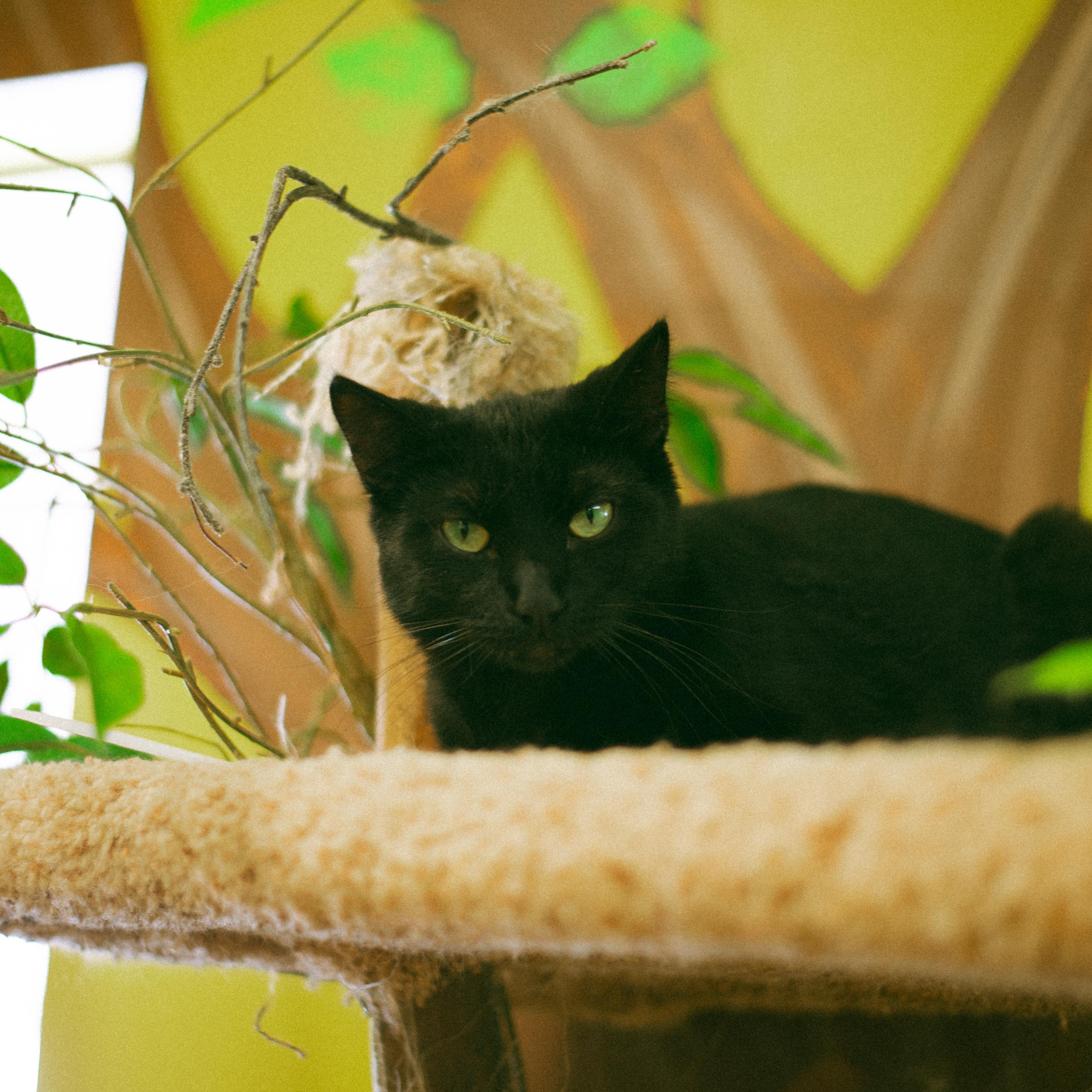 Le Chat, a Adoptable mixed breed in Thayne, WY image 2/2