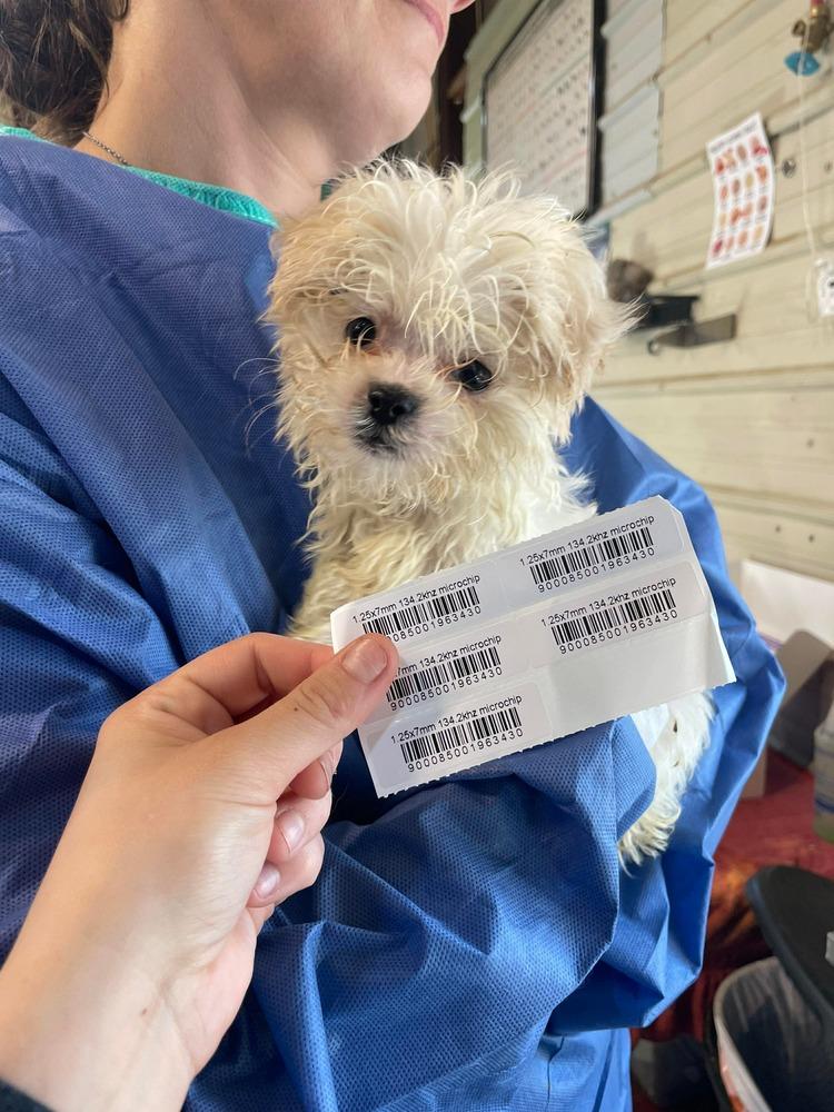 A Montana aka Buddy, Adoptable, Puppy Male Shih Tzu.