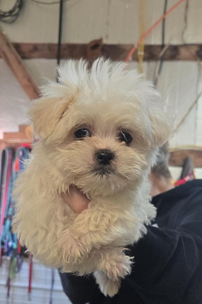 Enlarge A Montana aka Buddy, a Adoptable Shih Tzu in Warrenton, MO image 2/3