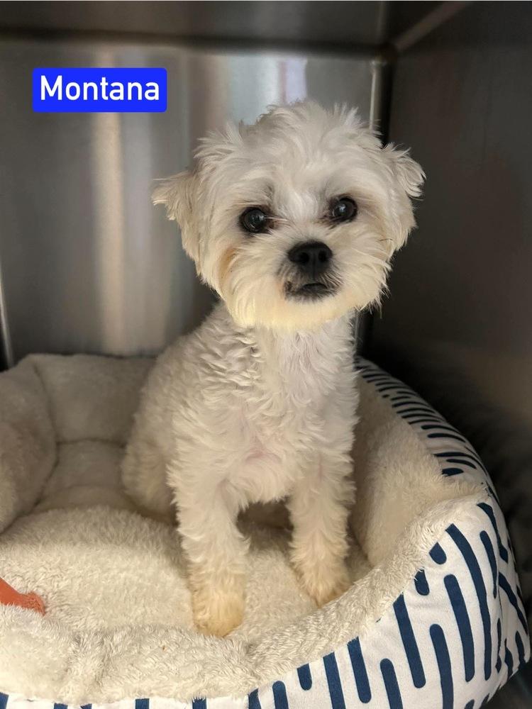Enlarge A Montana aka Buddy, a Adoptable Shih Tzu in Warrenton, MO image 3/3