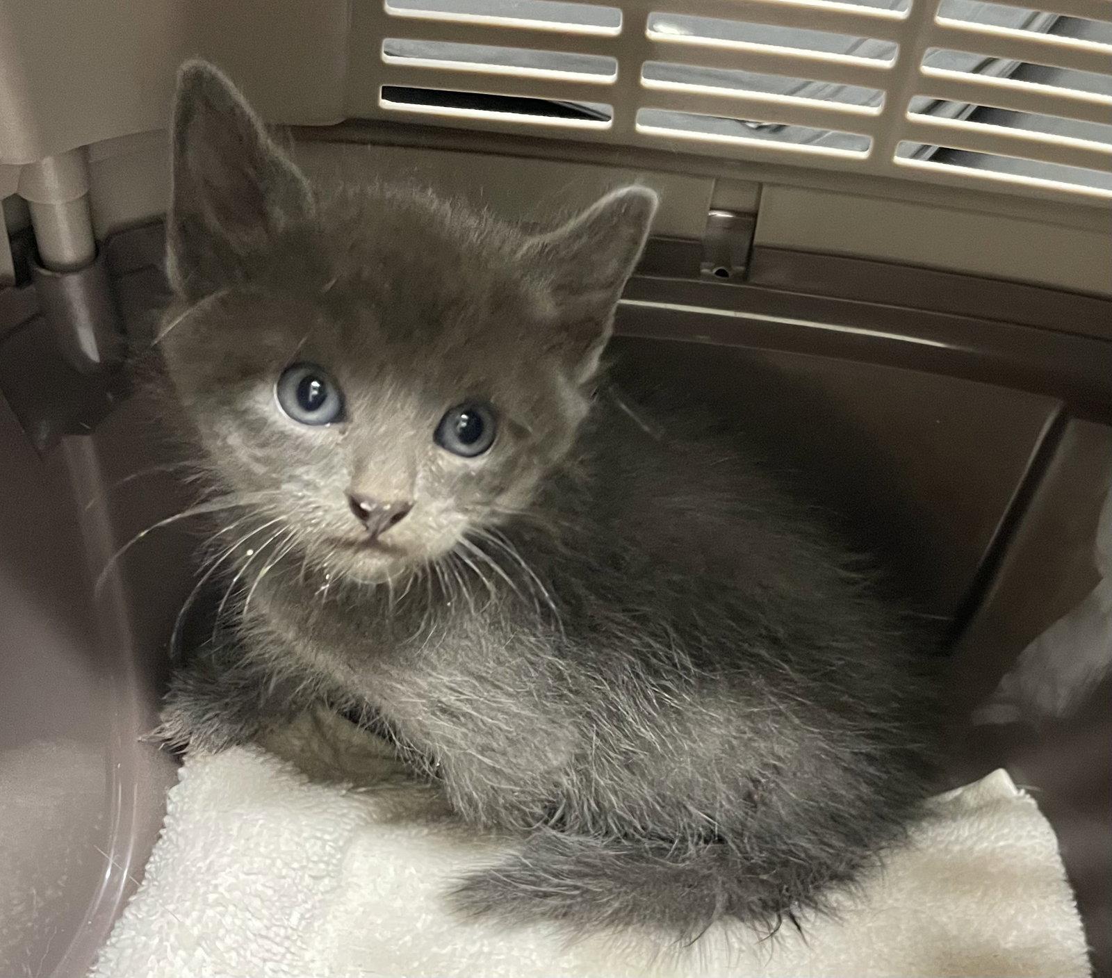 Hurston, Adopted, Young Male Russian Blue & Domestic Short Hair.