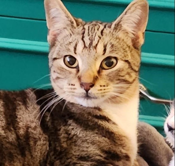 Swirl, Adoptable, Adult Male Tabby & Tuxedo.