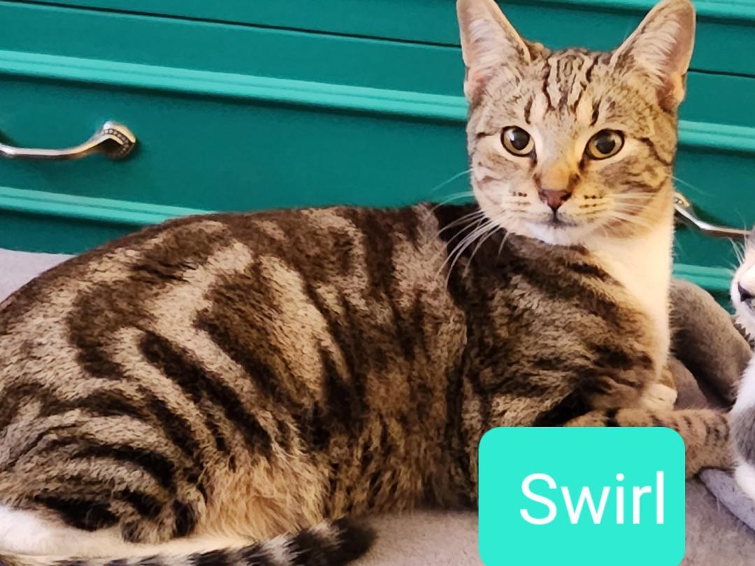 Swirl, a Adoptable mixed breed in Las Cruces, NM image 2/4