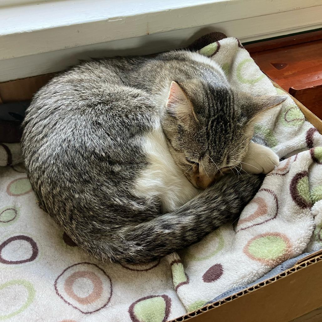 Beaker C69033, Adoptable, Young Female Domestic Short Hair.