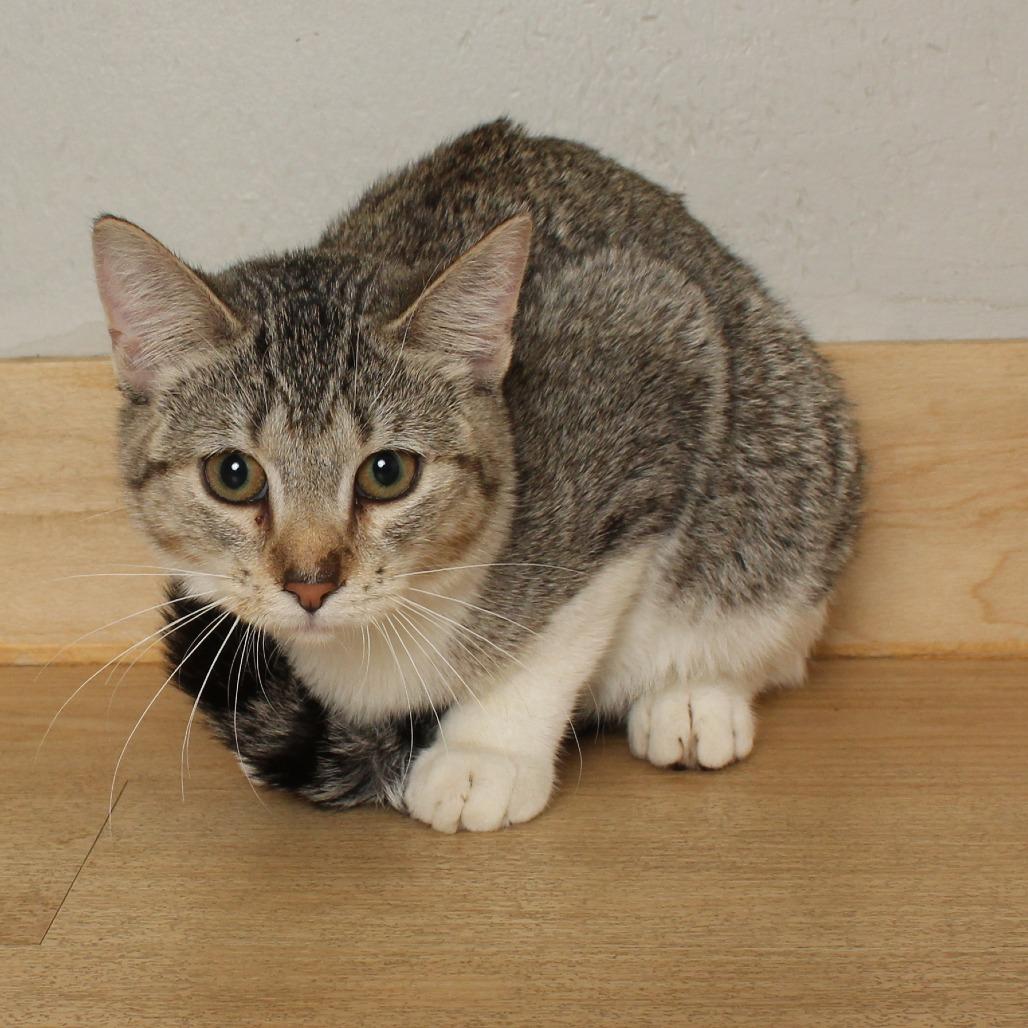 Enlarge Beaker C69033, a Adoptable Domestic Short Hair in Minnetonka, MN image 2/5