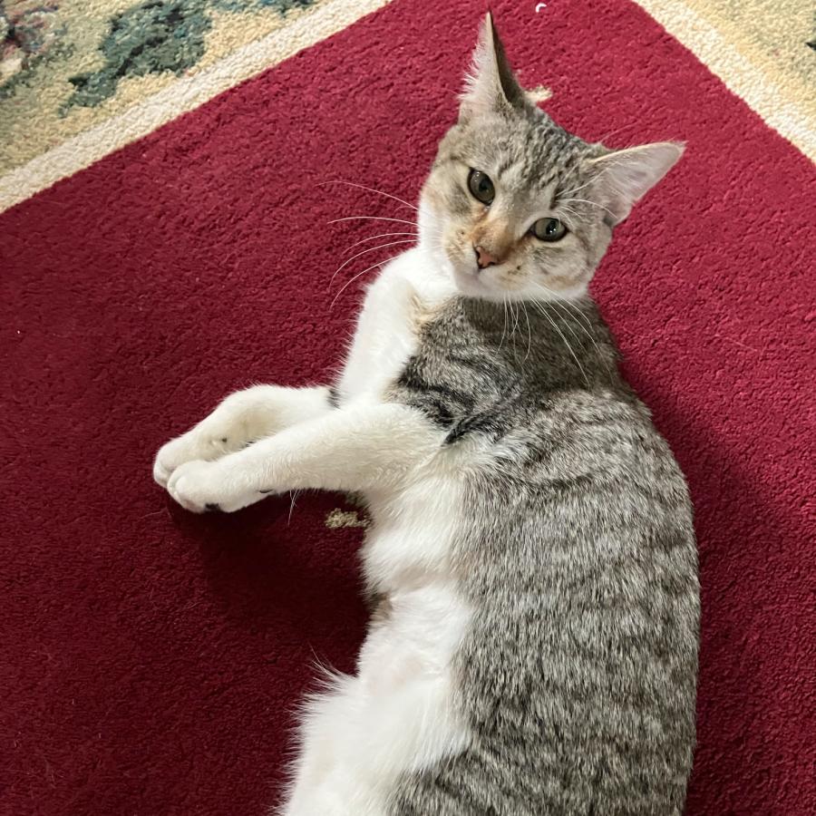 Enlarge Beaker C69033, a Adoptable Domestic Short Hair in Minnetonka, MN image 3/5