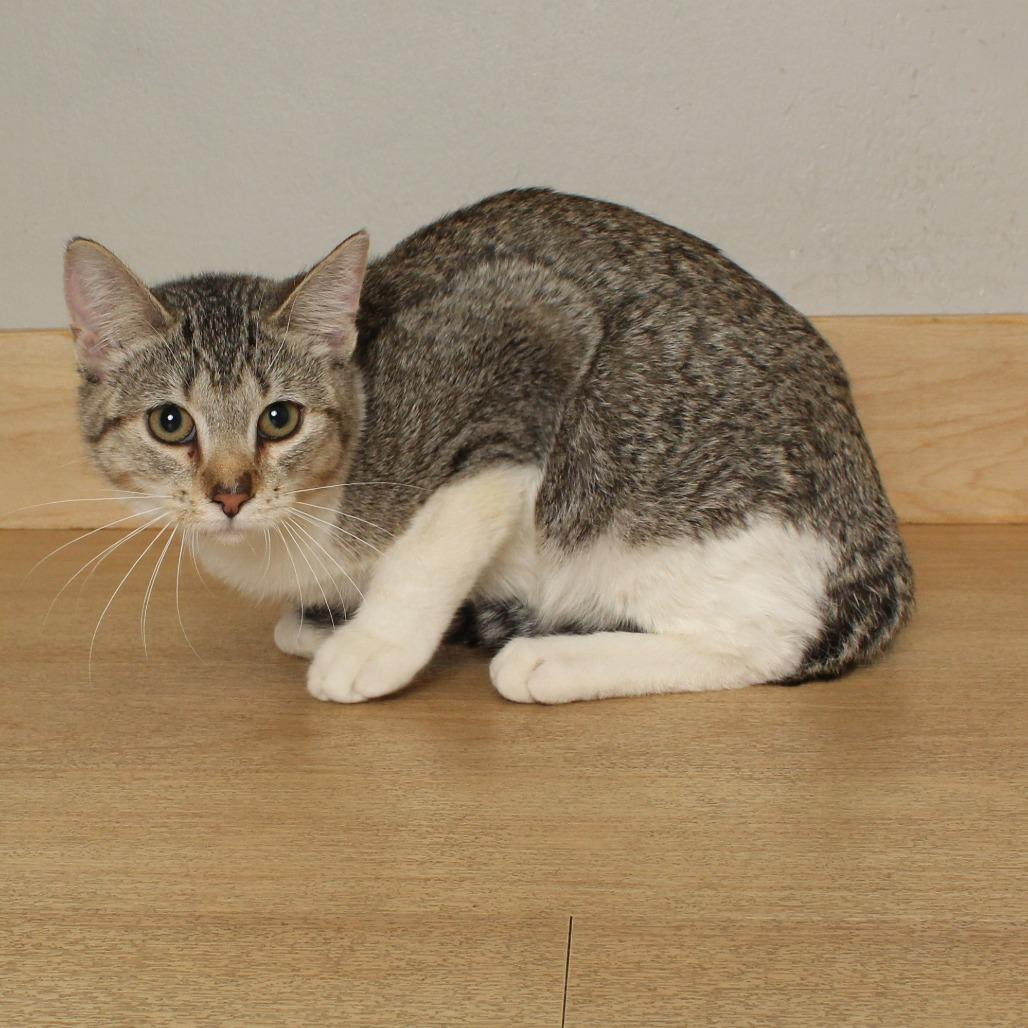 Enlarge Beaker C69033, a Adoptable Domestic Short Hair in Minnetonka, MN image 4/5