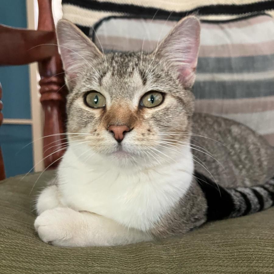 Enlarge Beaker C69033, a Adoptable Domestic Short Hair in Minnetonka, MN image 5/5