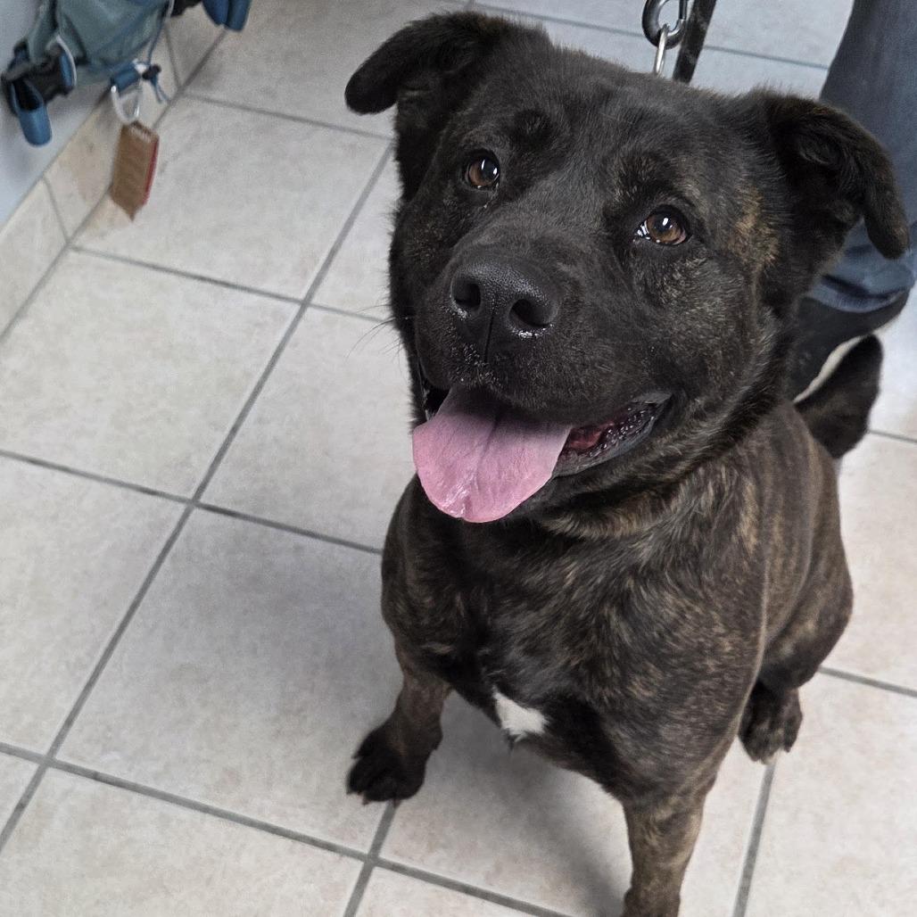 Enlarge Piper, a Adoptable mixed breed in Camden, DE image 1/2