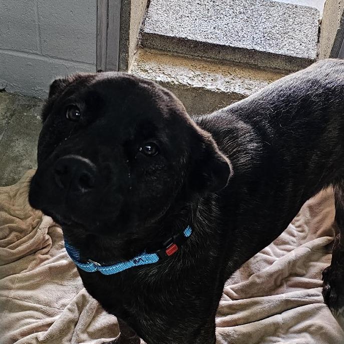 Piper, Adoptable, Adult Female Dutch Shepherd & Mixed Breed.