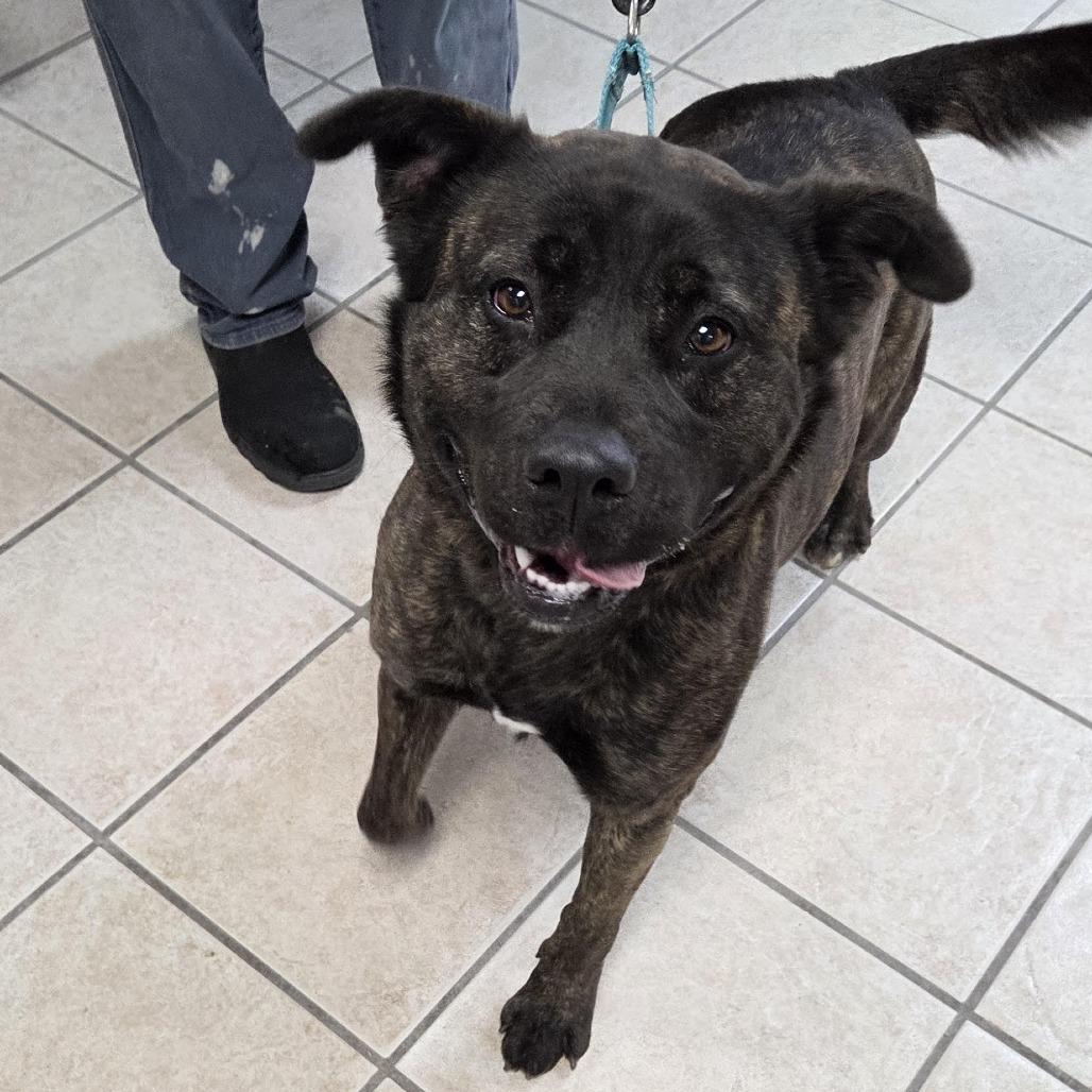 Enlarge Piper, a Adoptable mixed breed in Camden, DE image 2/2