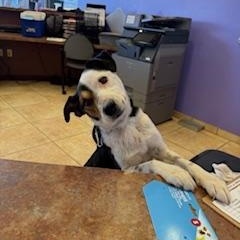 Enlarge Biscuit, a ADOPTABLE mixed breed in Fort Collins, CO image 2/2