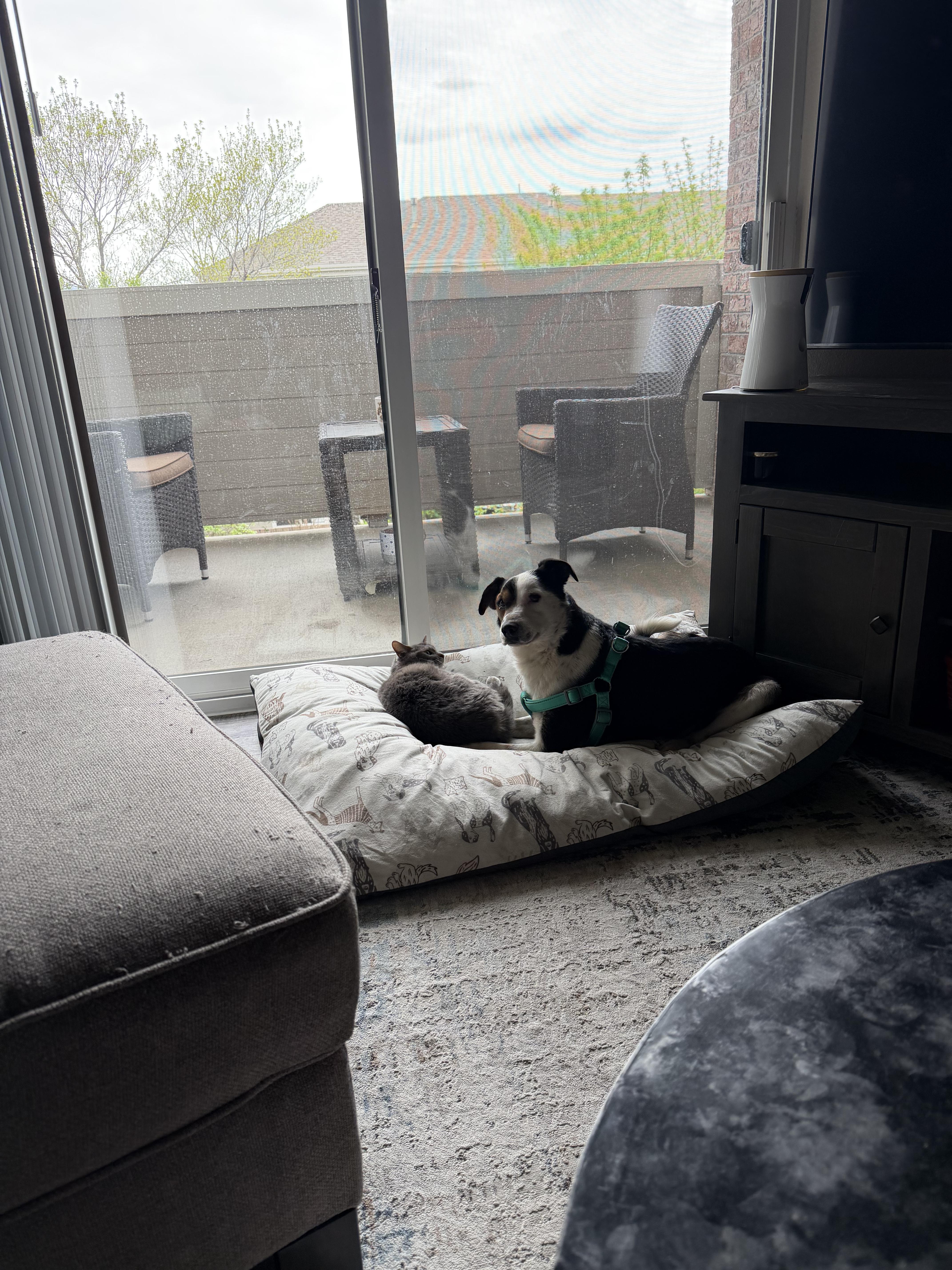 Enlarge Biscuit, a ADOPTABLE mixed breed in Fort Collins, CO image 4/4