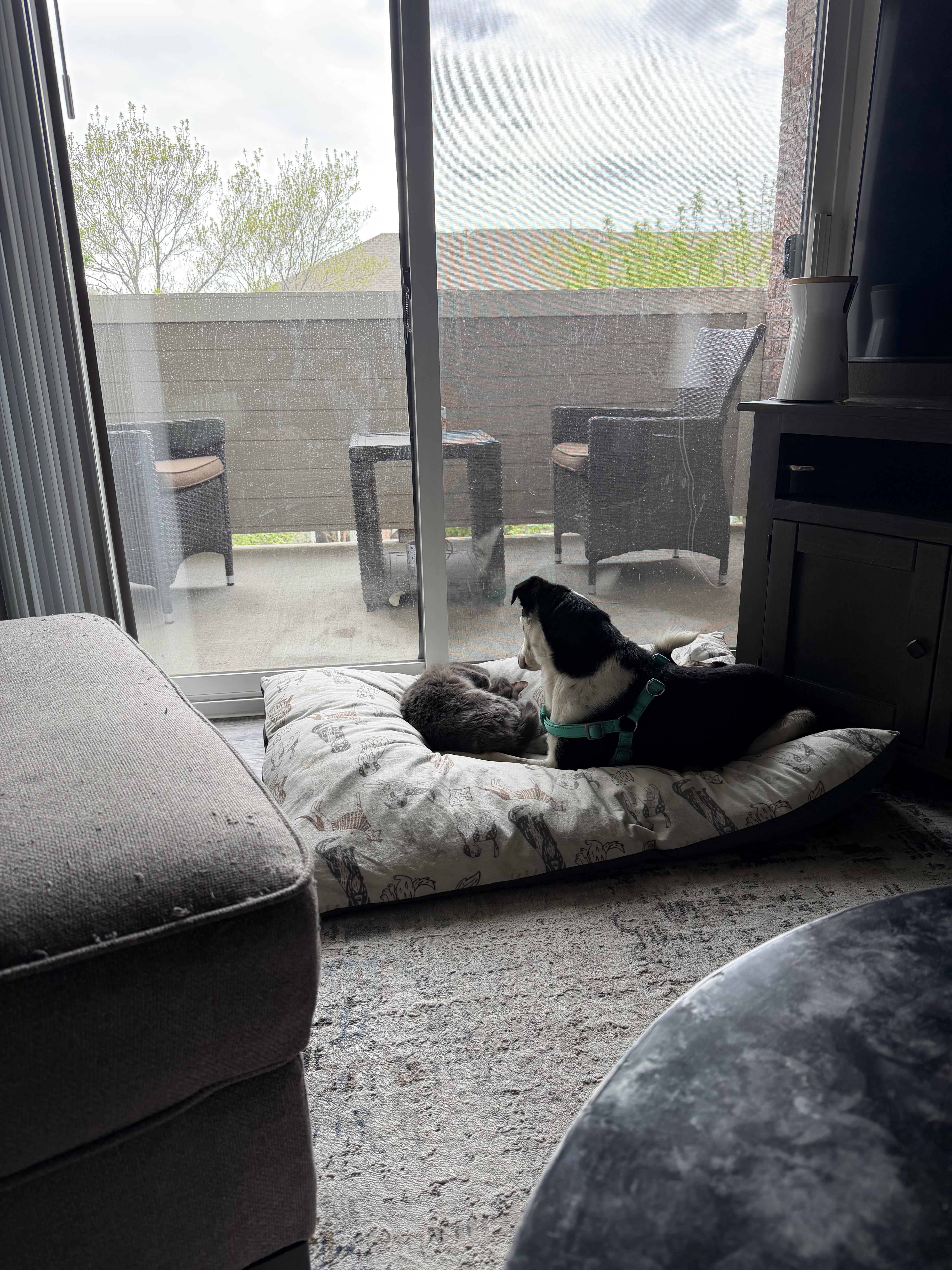 Enlarge Biscuit, a ADOPTABLE mixed breed in Fort Collins, CO image 3/4