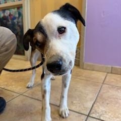 Biscuit, ADOPTABLE, Young Male Australian Cattle Dog / Blue Heeler & Border Collie.