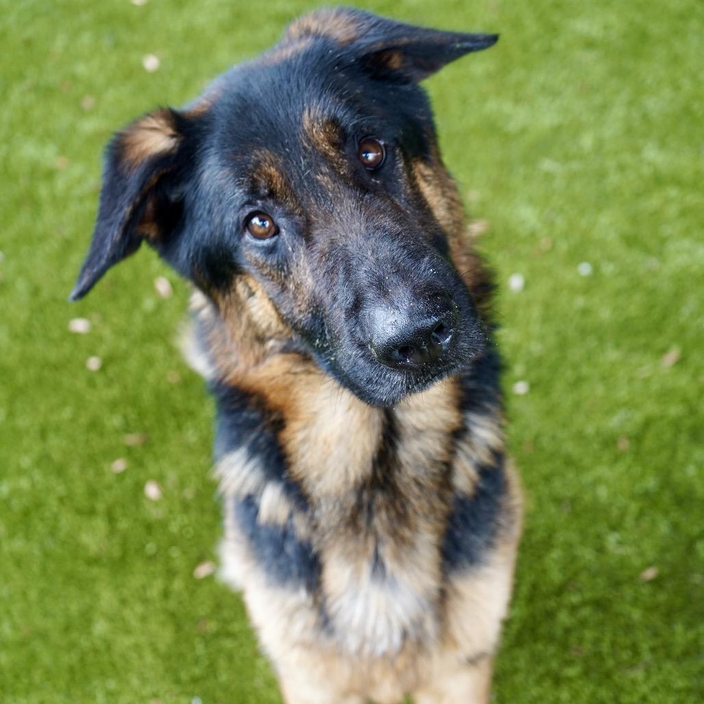 Hodge — thumbnail 2