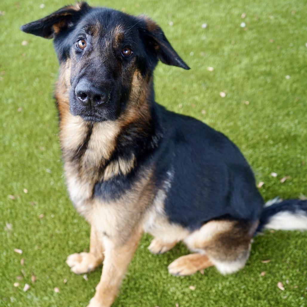 Hodge — thumbnail 5