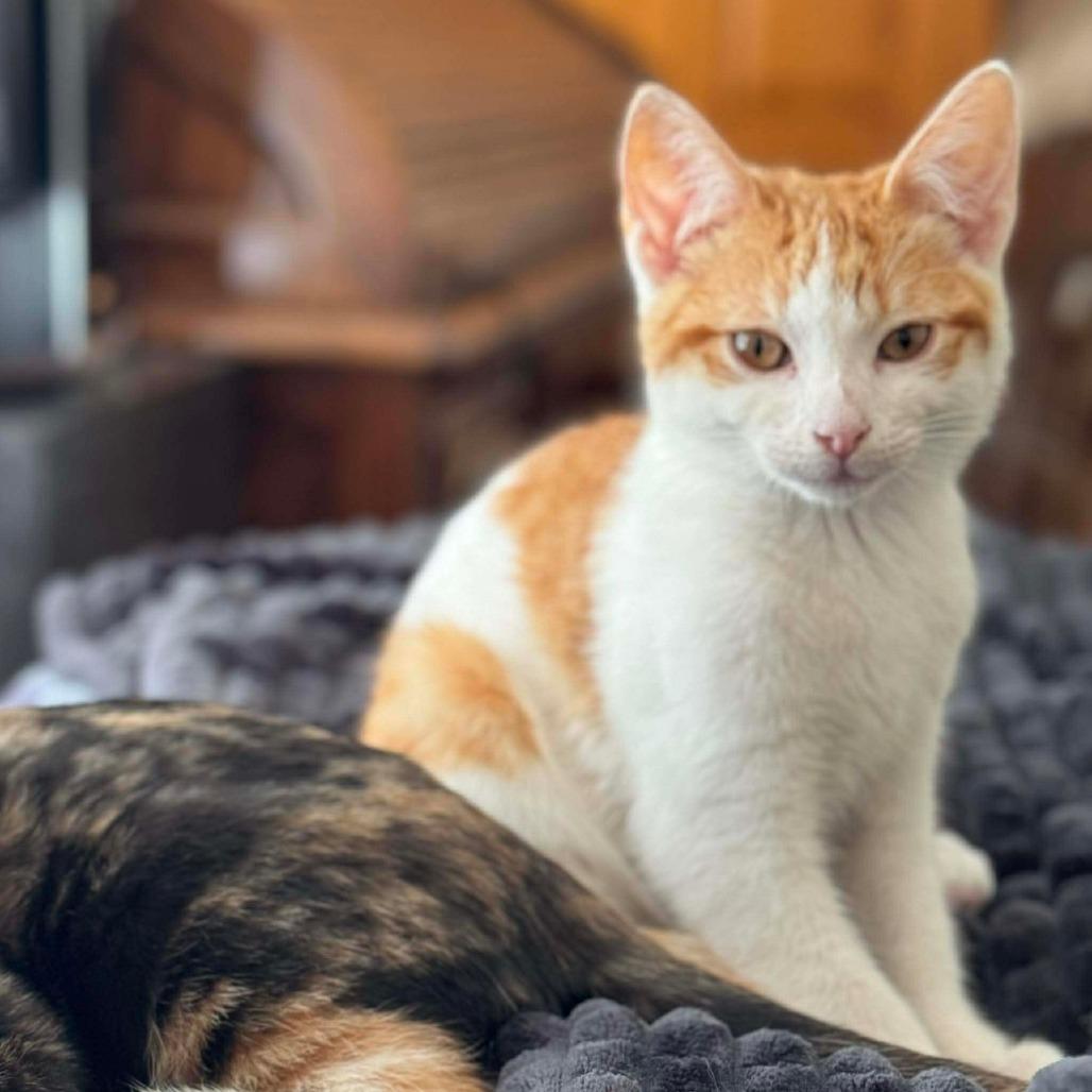 Screech, Adoptable, Kitten Male Domestic Short Hair.