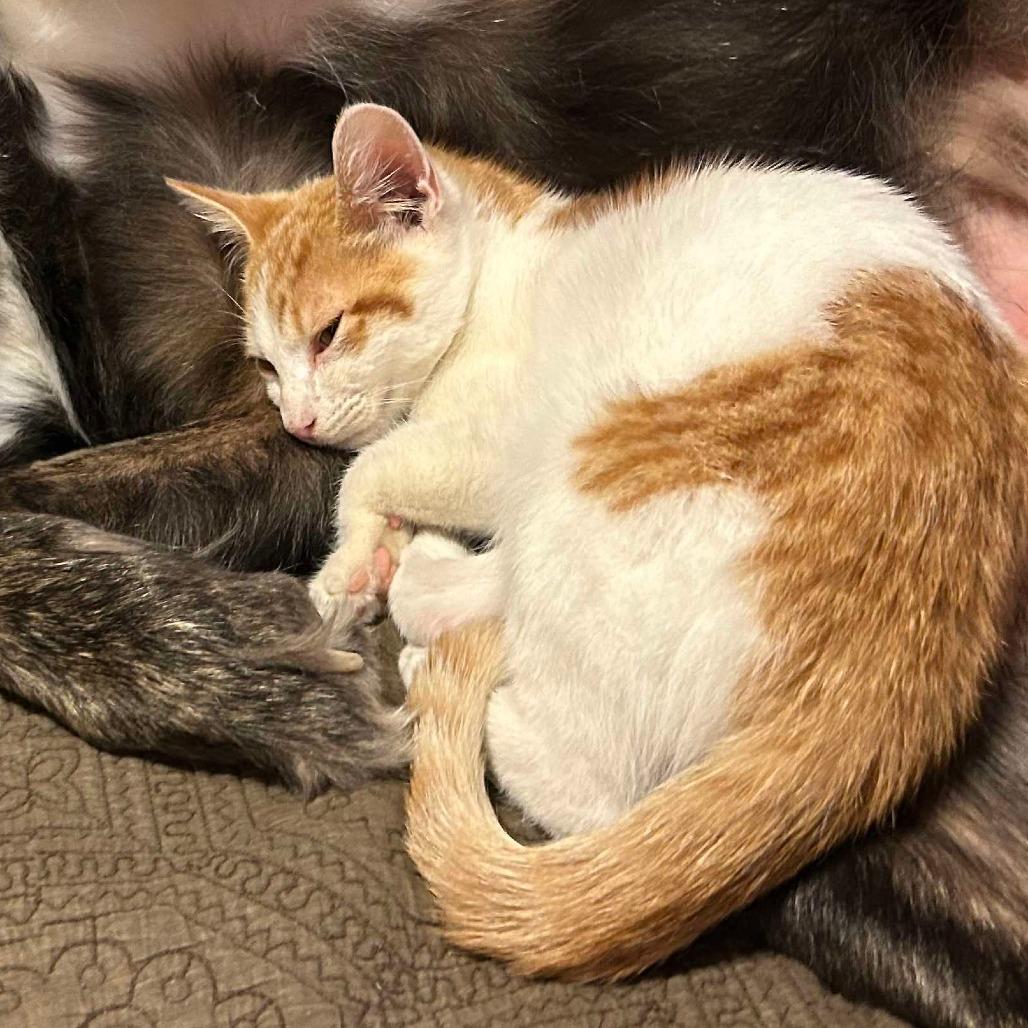 Enlarge Screech, a Adoptable Domestic Short Hair in Williston, FL image 2/3