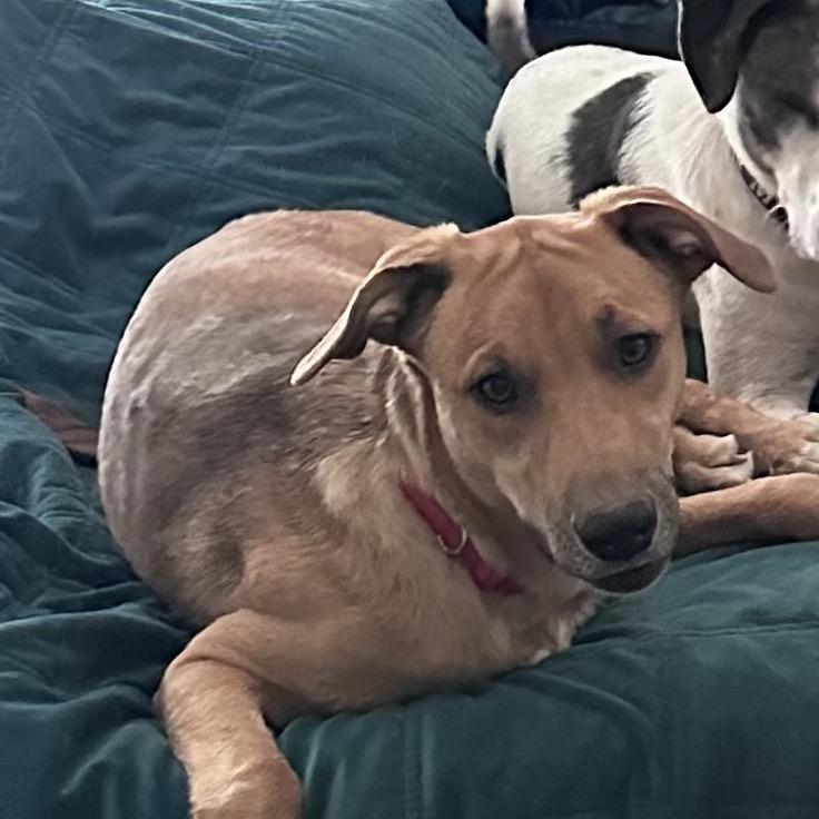 FWT Frankie, Adoptable, Adult Female Vizsla.