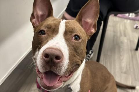 Petra, Adult Female Mixed Breed