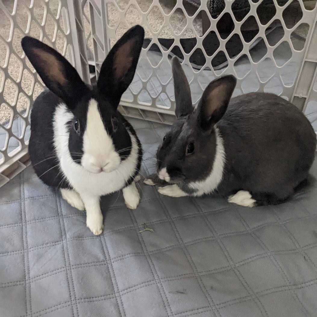 Winston and Tulip, Adoptable, Adult Male Dutch & Mini Rex.