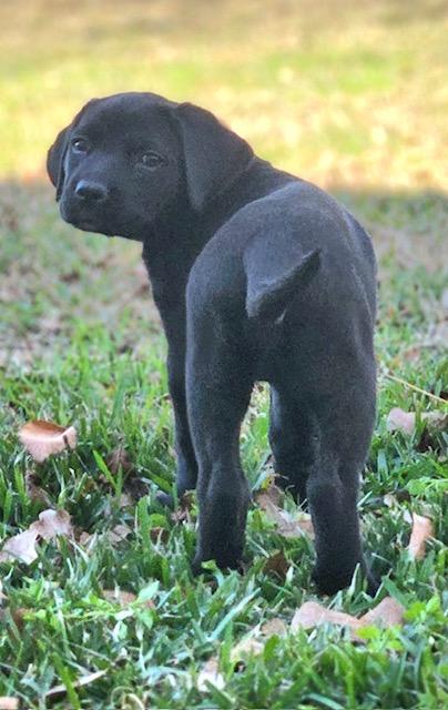 Pele' — thumbnail 3