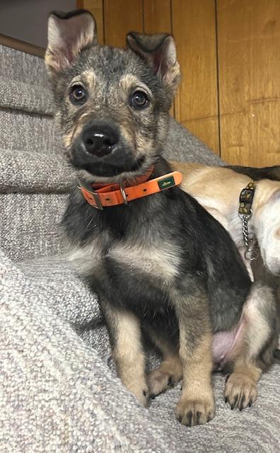 Enlarge Bean, a ADOPTABLE Mixed Breed in Saskatoon, SK image 1/4