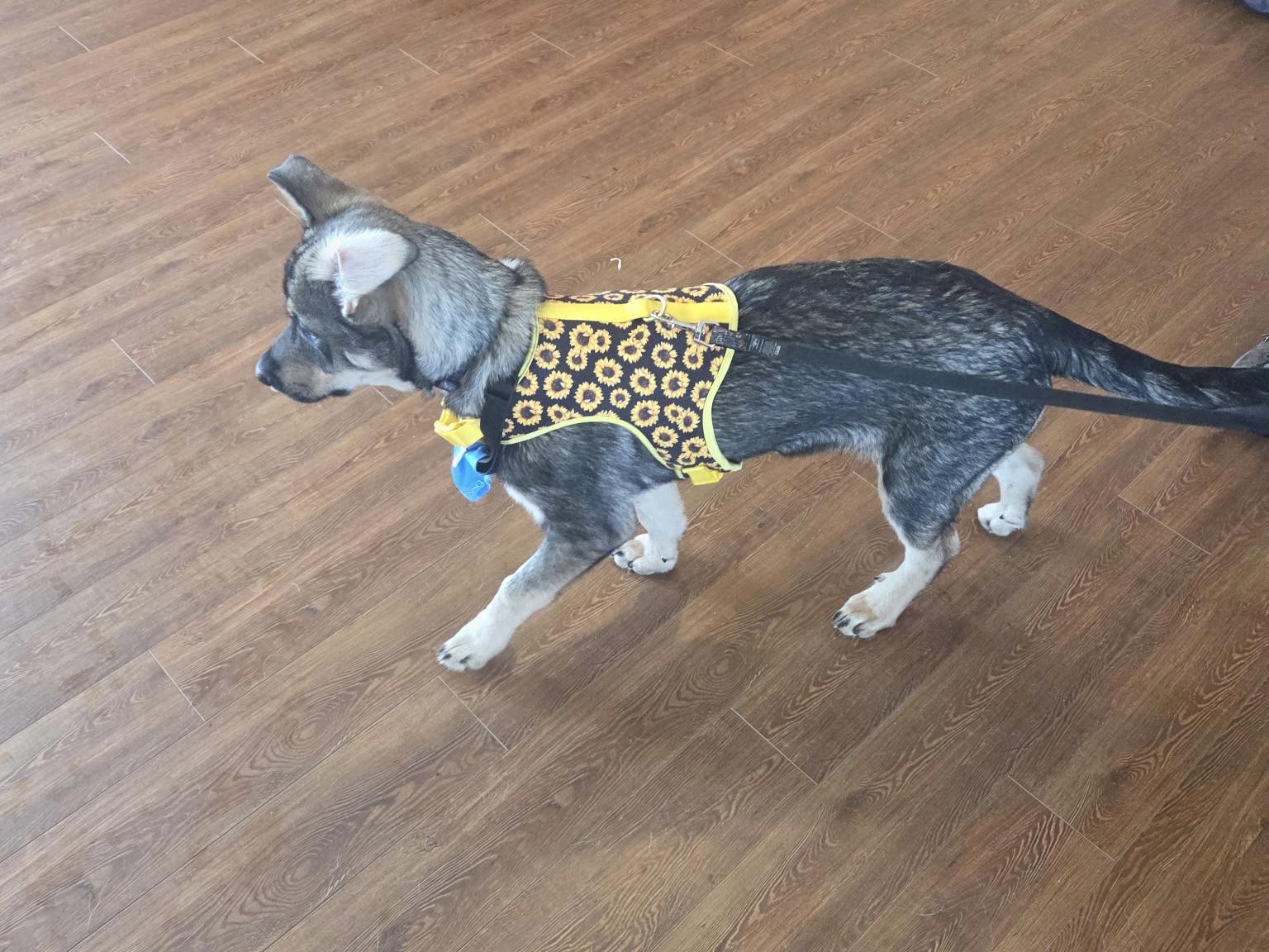 Bean, a ADOPTABLE Mixed Breed in Saskatoon, SK image 3/6