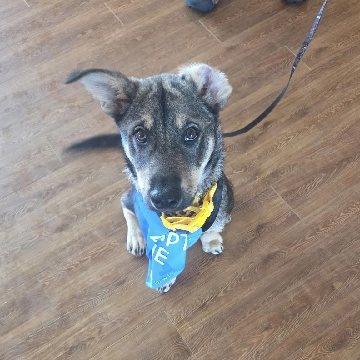 Bean, a ADOPTABLE Mixed Breed in Saskatoon, SK image 1/6