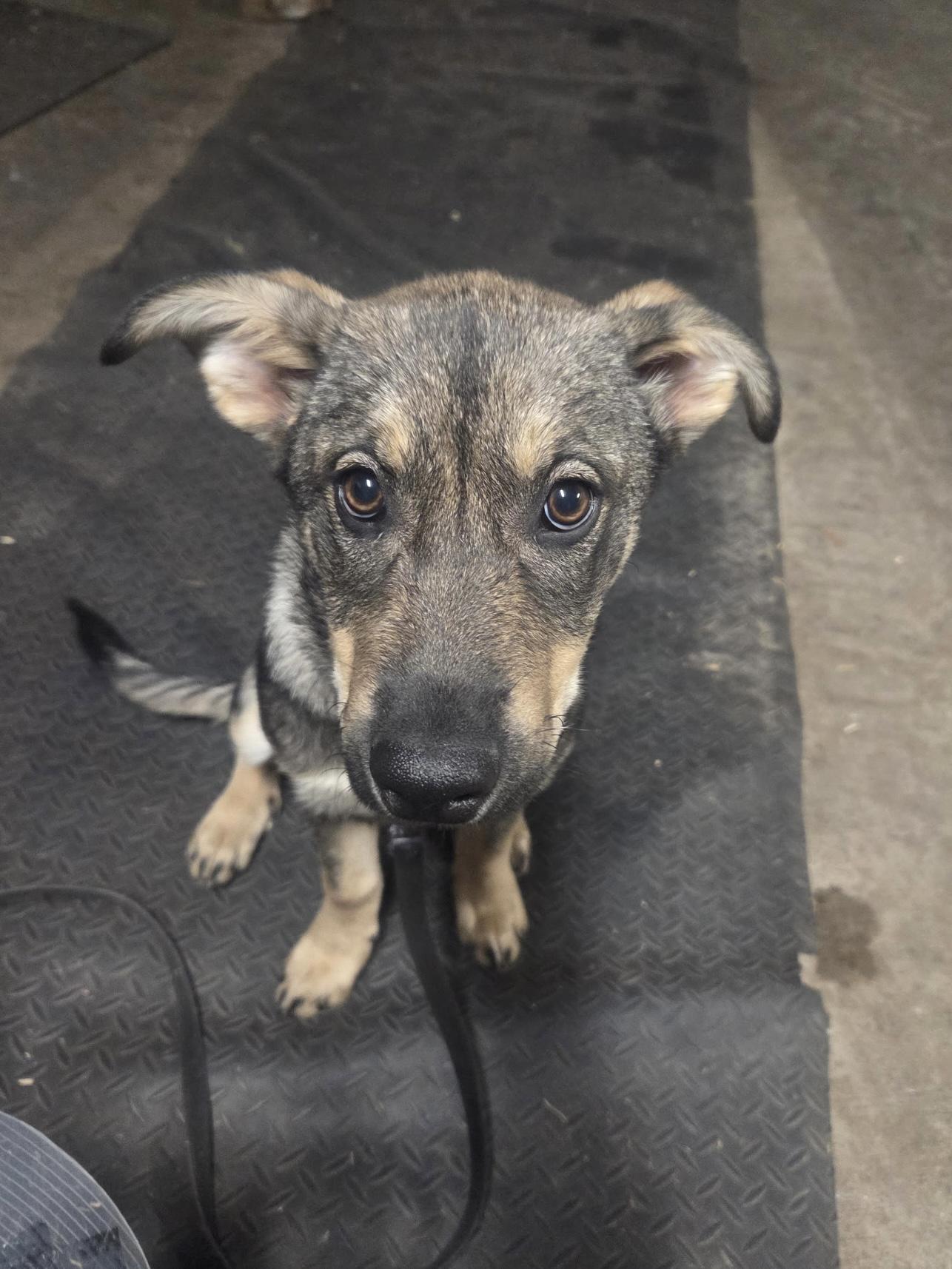 Bean, a ADOPTABLE Mixed Breed in Saskatoon, SK image 2/6